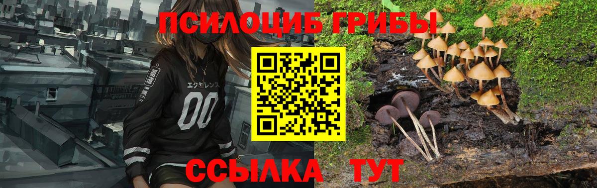 Псилоцибиновые грибы Psilocybine cubensis Биробиджан